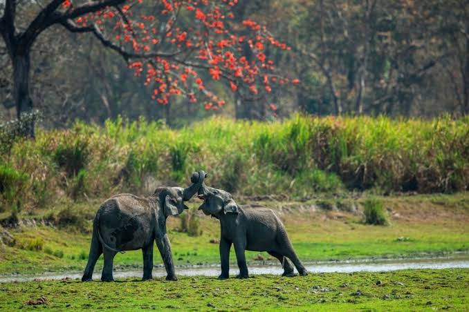 NGT Files Suo Moto Case Over Proposed Hotel Construction in Kaziranga